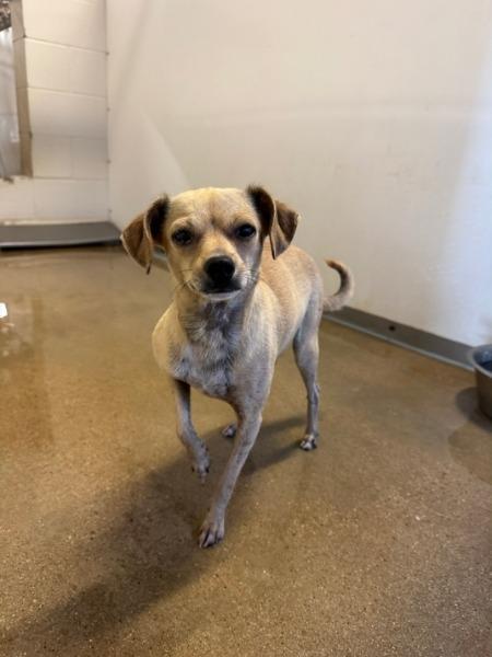 Mia, a Adoptable mixed breed in Bryan, TX image 6/6