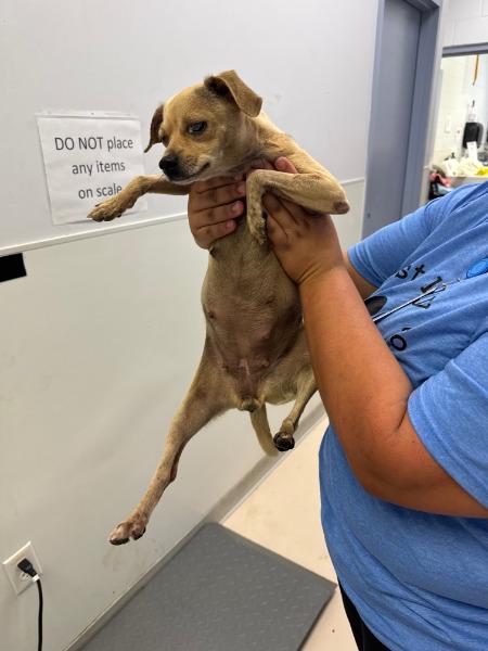 Enlarge Mama Mia, a Adoptable mixed breed in Bryan, TX image 6/6