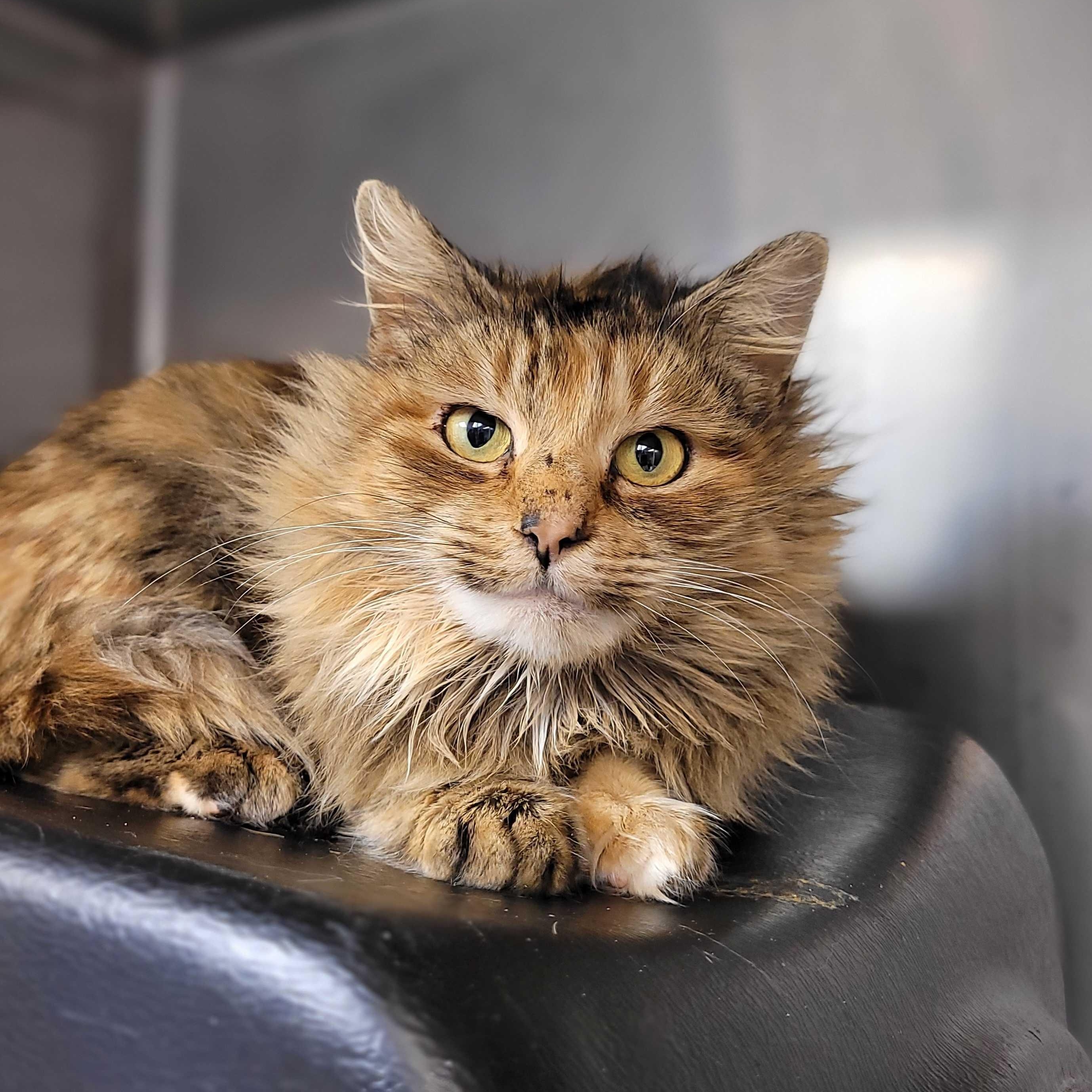 Enlarge Lupa, a ADOPTABLE Domestic Medium Hair in Nantucket, MA image 1/1