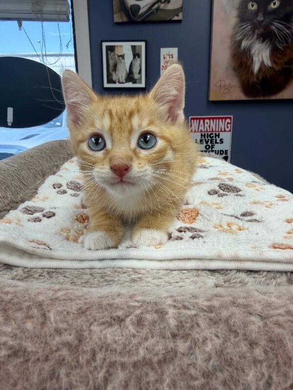 Aster, Adoptable, Kitten Male Tabby.