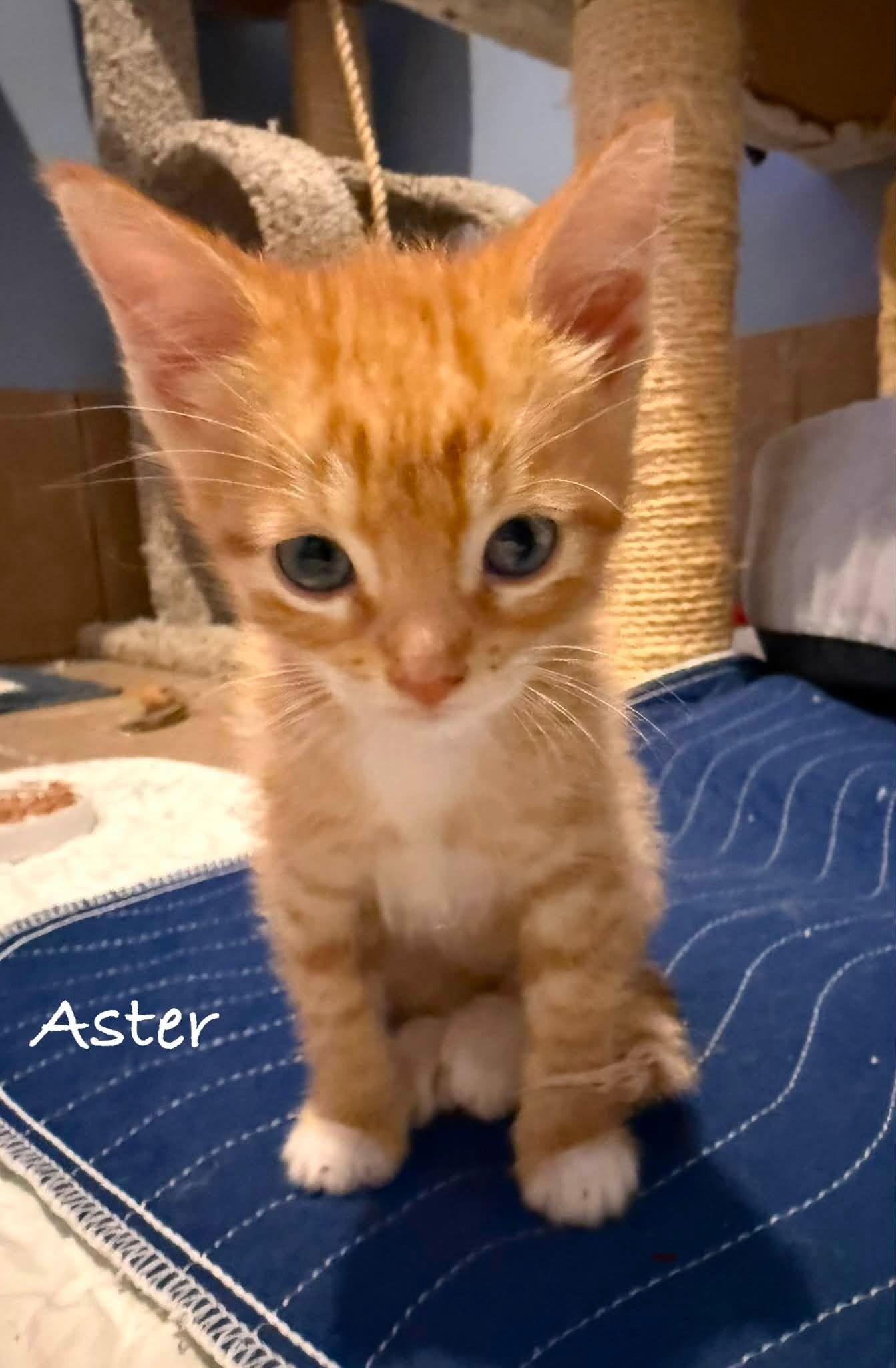 Enlarge Aster, a Adoptable Tabby in Belton, MO image 2/3