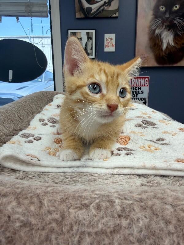 Enlarge Aster, a Adoptable Tabby in Belton, MO image 3/3