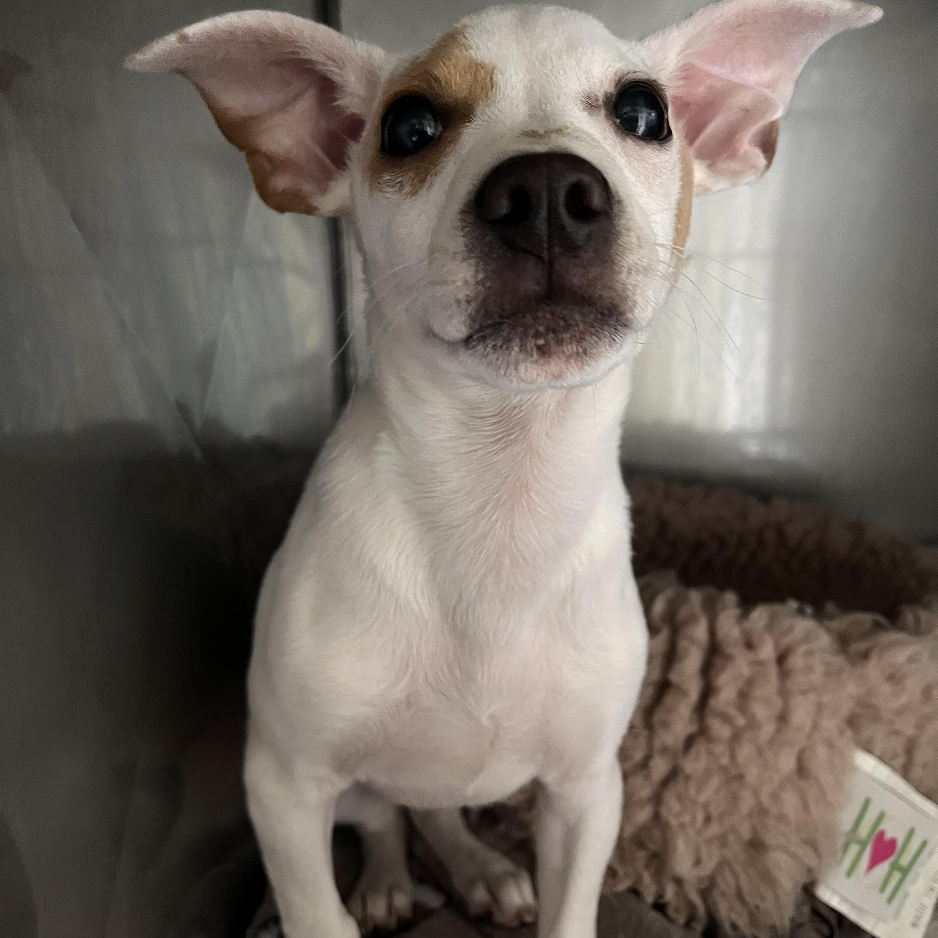 Jude, ADOPTABLE, Puppy Male Jack Russell Terrier.