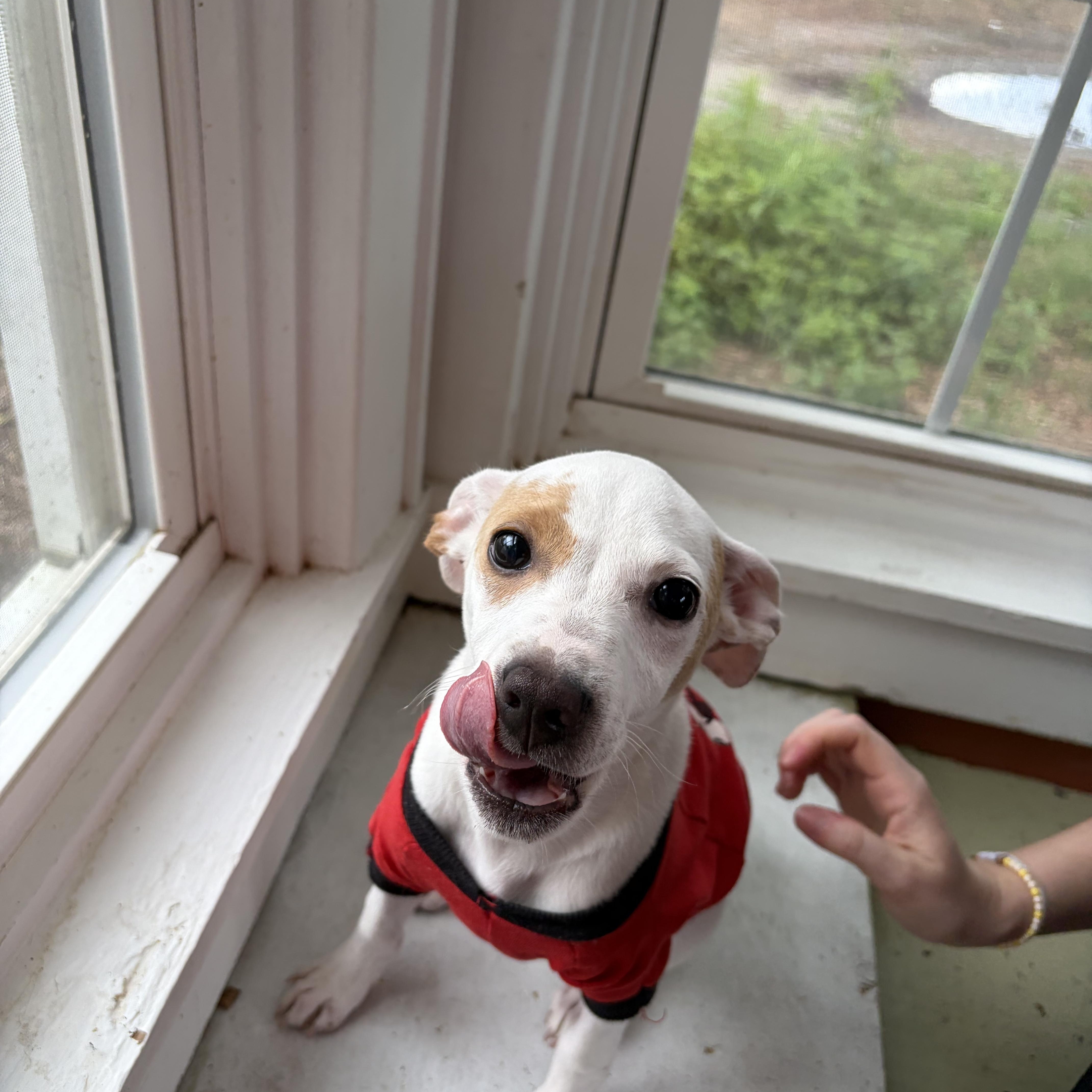 Enlarge Jude, a ADOPTABLE mixed breed in Colbert, GA image 2/2