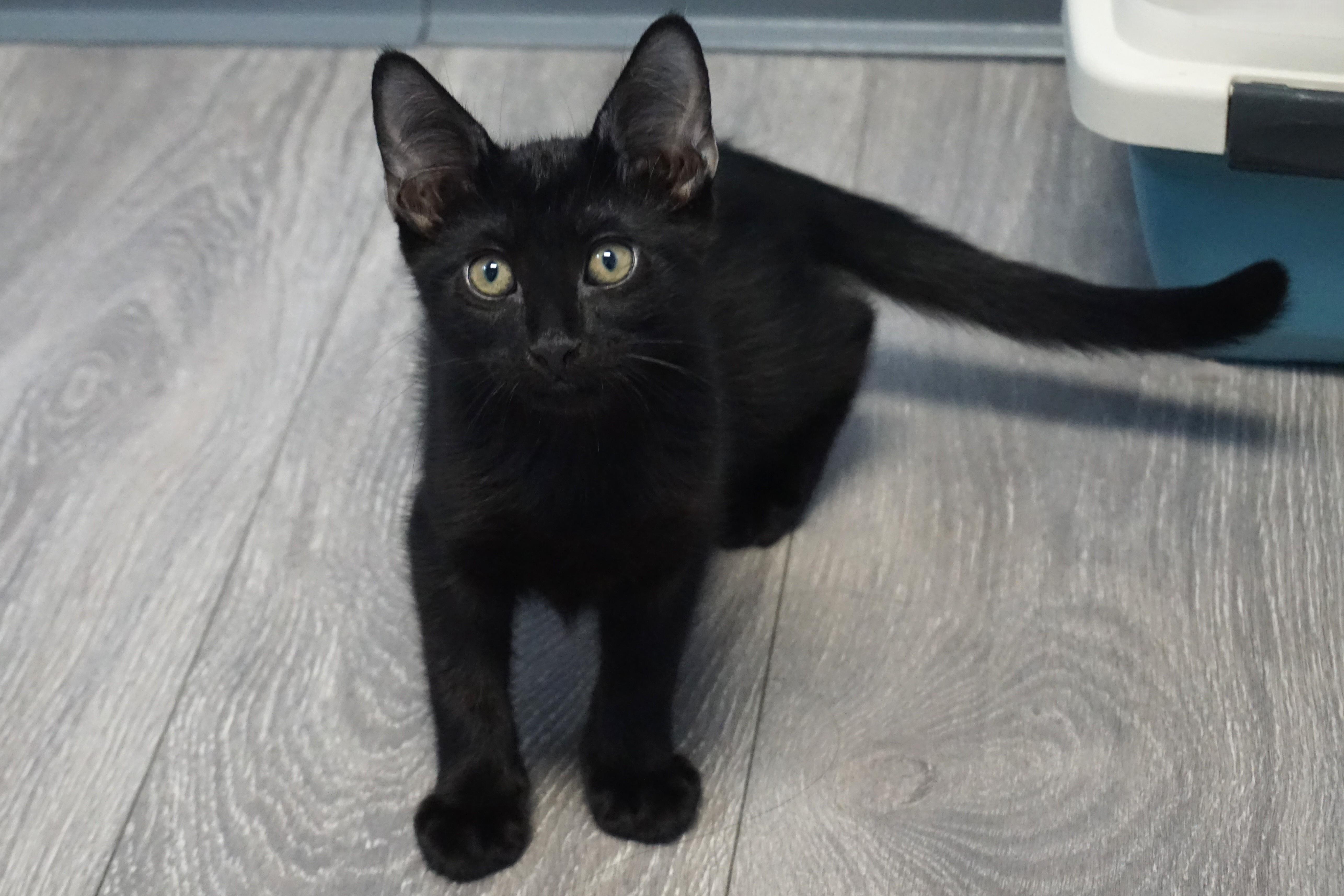 Fresco, a ADOPTABLE Domestic Short Hair in Fountain Hills, AZ image 2/4