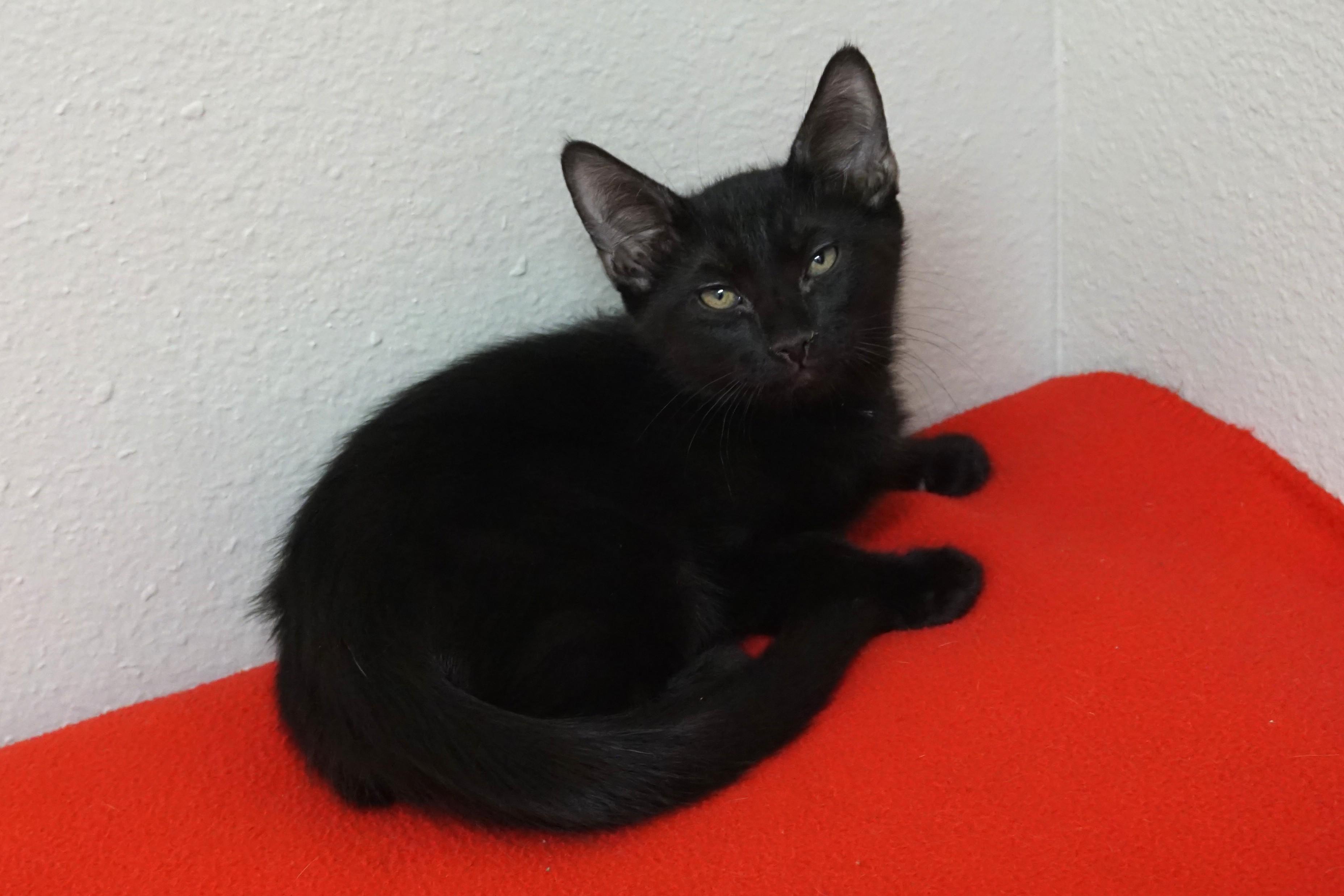 Fresco, a ADOPTABLE Domestic Short Hair in Fountain Hills, AZ image 4/4