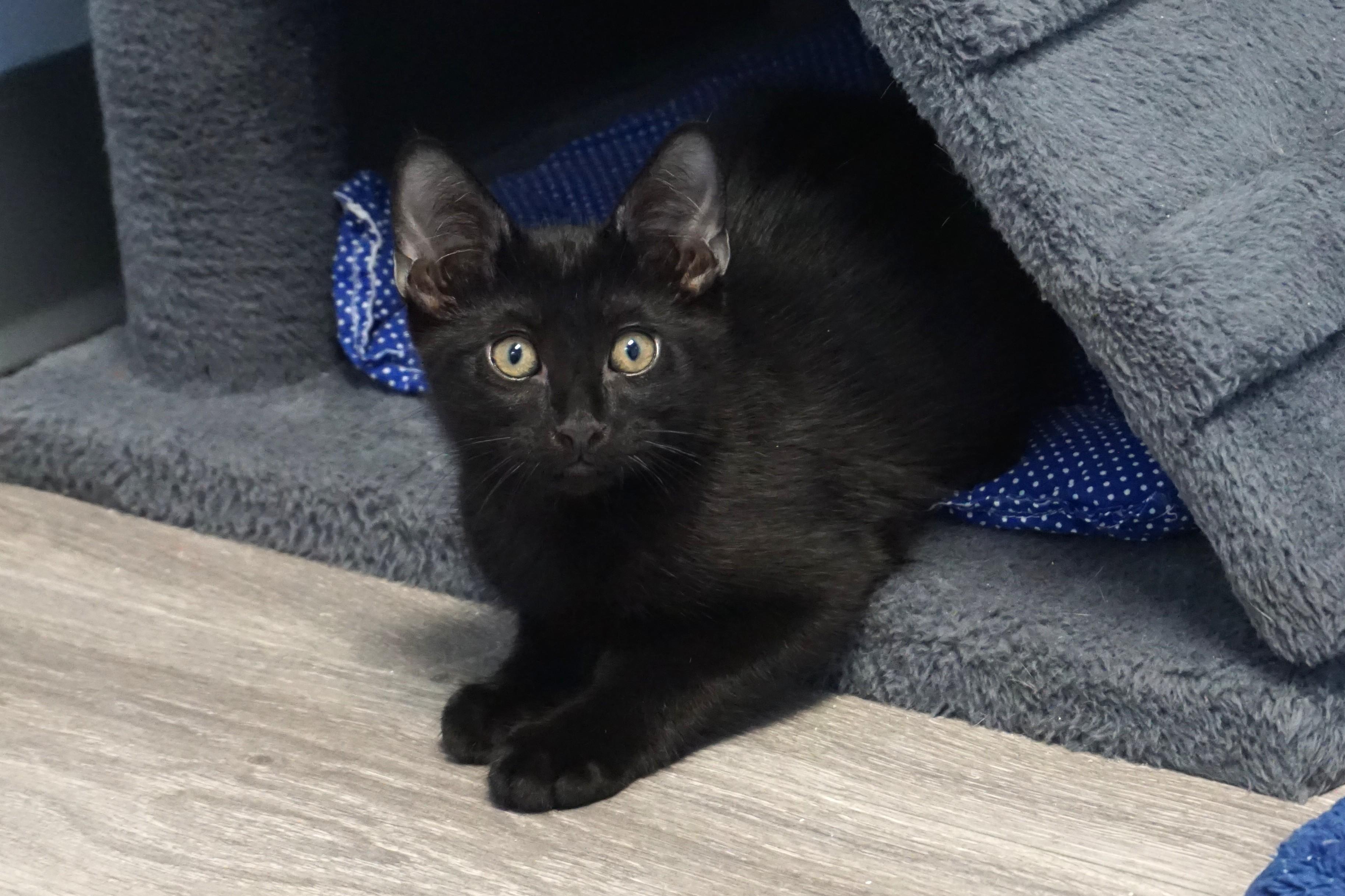 Fresco, a ADOPTABLE Domestic Short Hair in Fountain Hills, AZ image 1/4