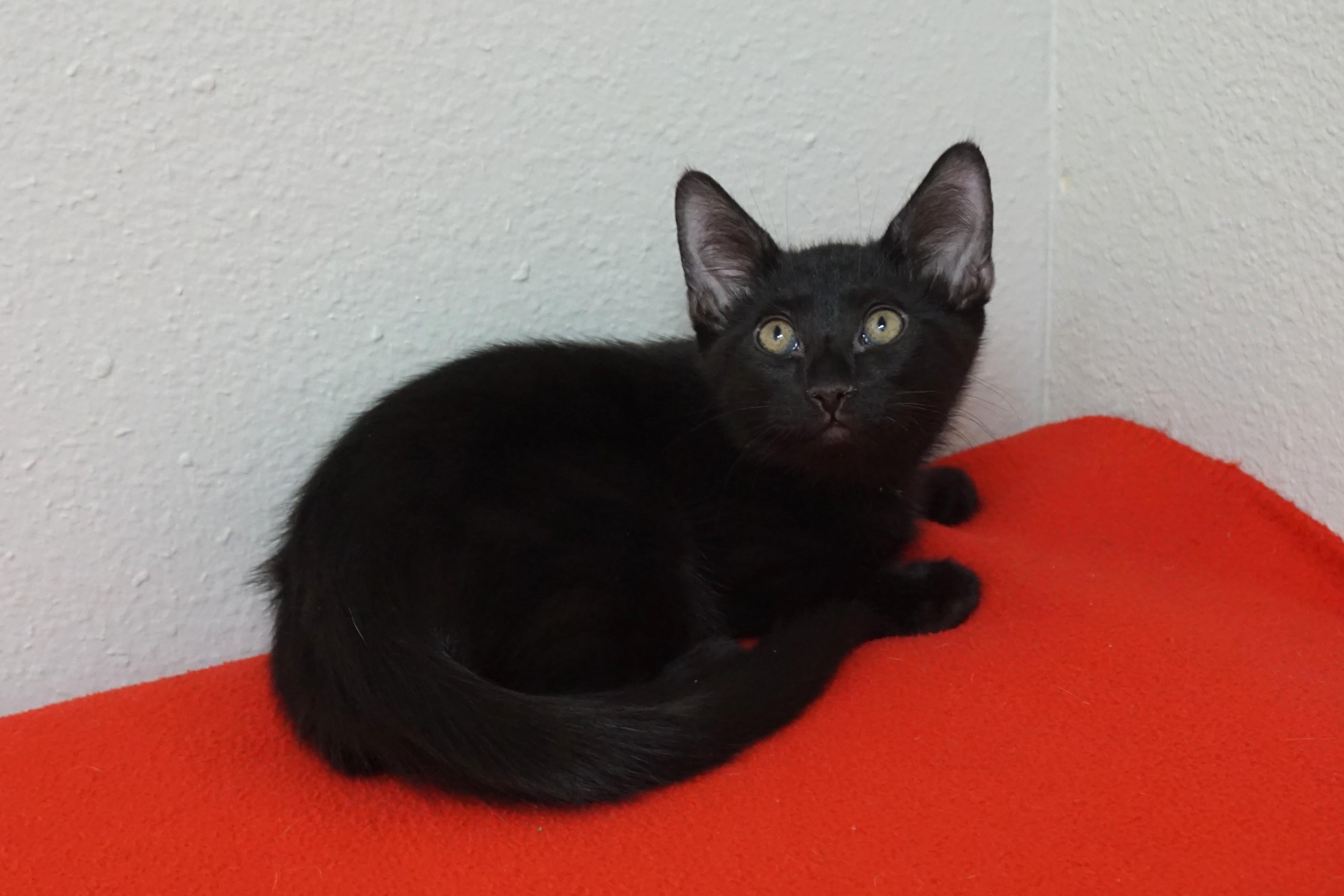 Fresco, a ADOPTABLE Domestic Short Hair in Fountain Hills, AZ image 3/4