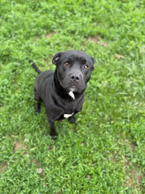 Raymond, ADOPTABLE, Adult Male Black Labrador Retriever.