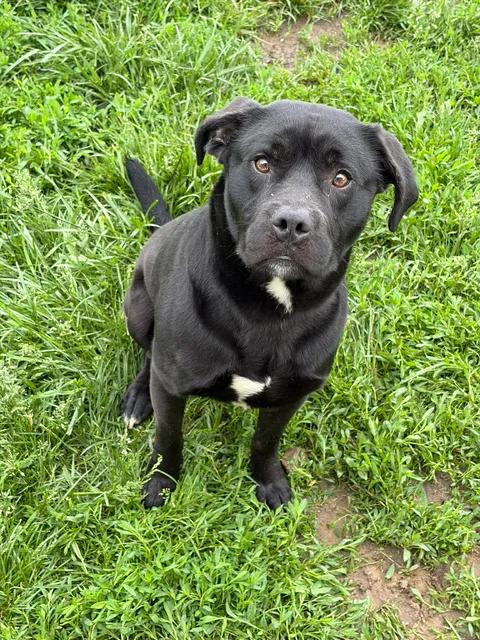 Enlarge Raymond, a ADOPTABLE mixed breed in Brownstown, IN image 4/4