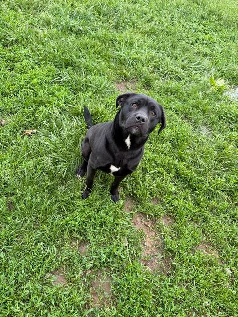 Enlarge Raymond, a ADOPTABLE mixed breed in Brownstown, IN image 3/4