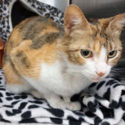 Grandma Margie, Adoptable, Adult Female Domestic Short Hair & Domestic Short Hair.