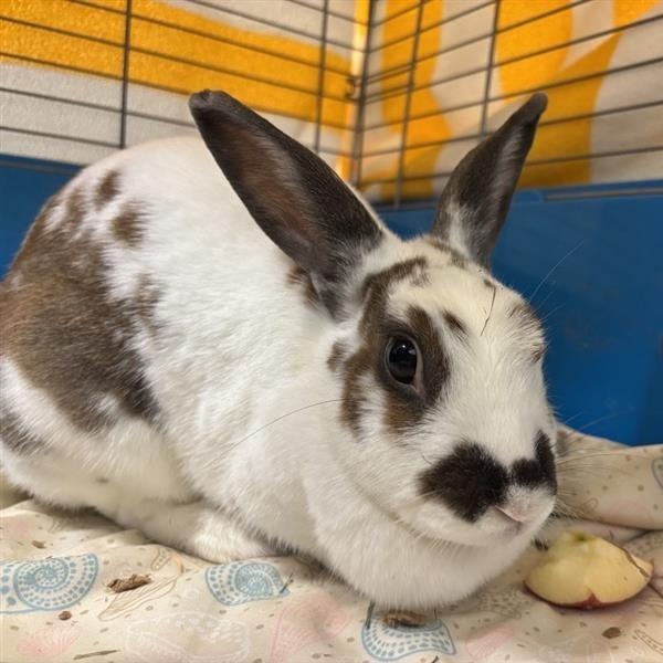 Honey, ADOPTABLE, Adult Female American.