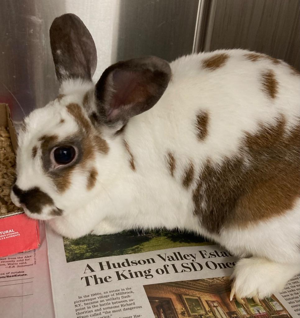 Enlarge Honey, a ADOPTABLE American in Prince Frederick, MD image 2/2