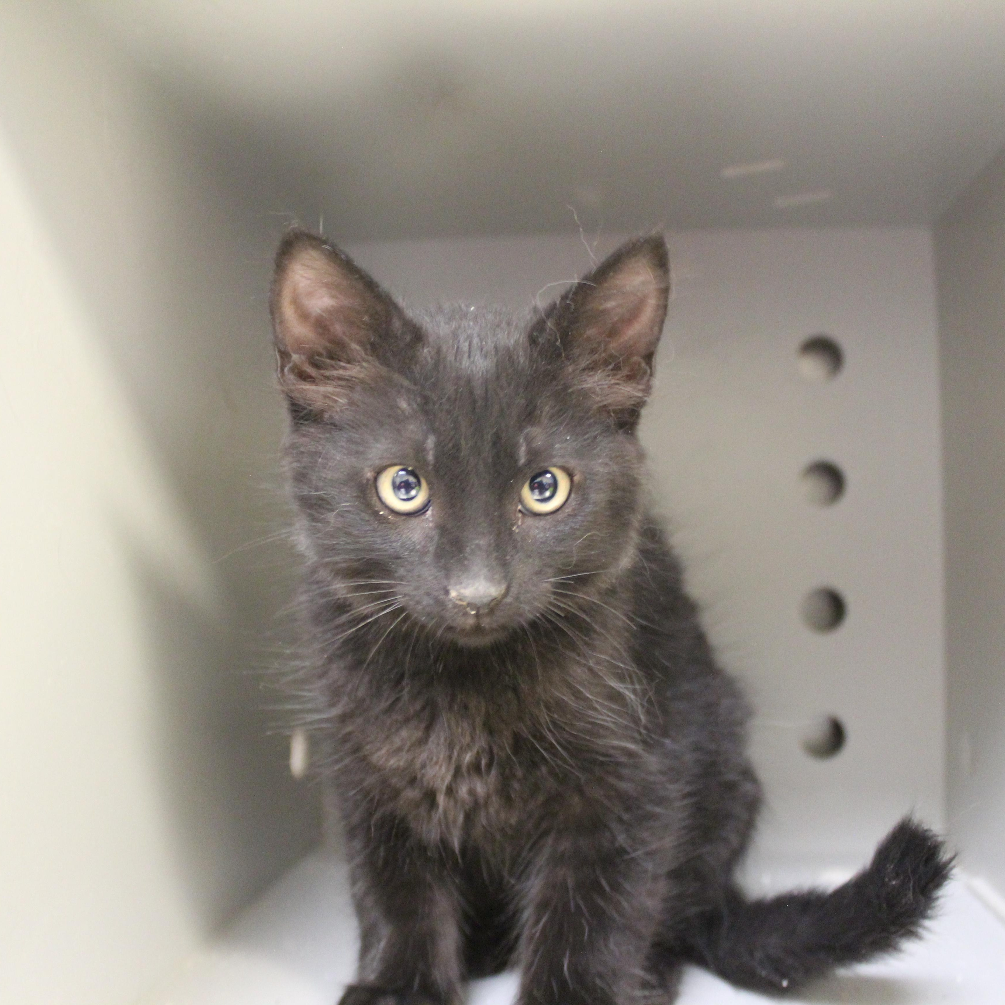 Enlarge Coal, an adopted Domestic Short Hair in Yucca Valley, CA image 2/5