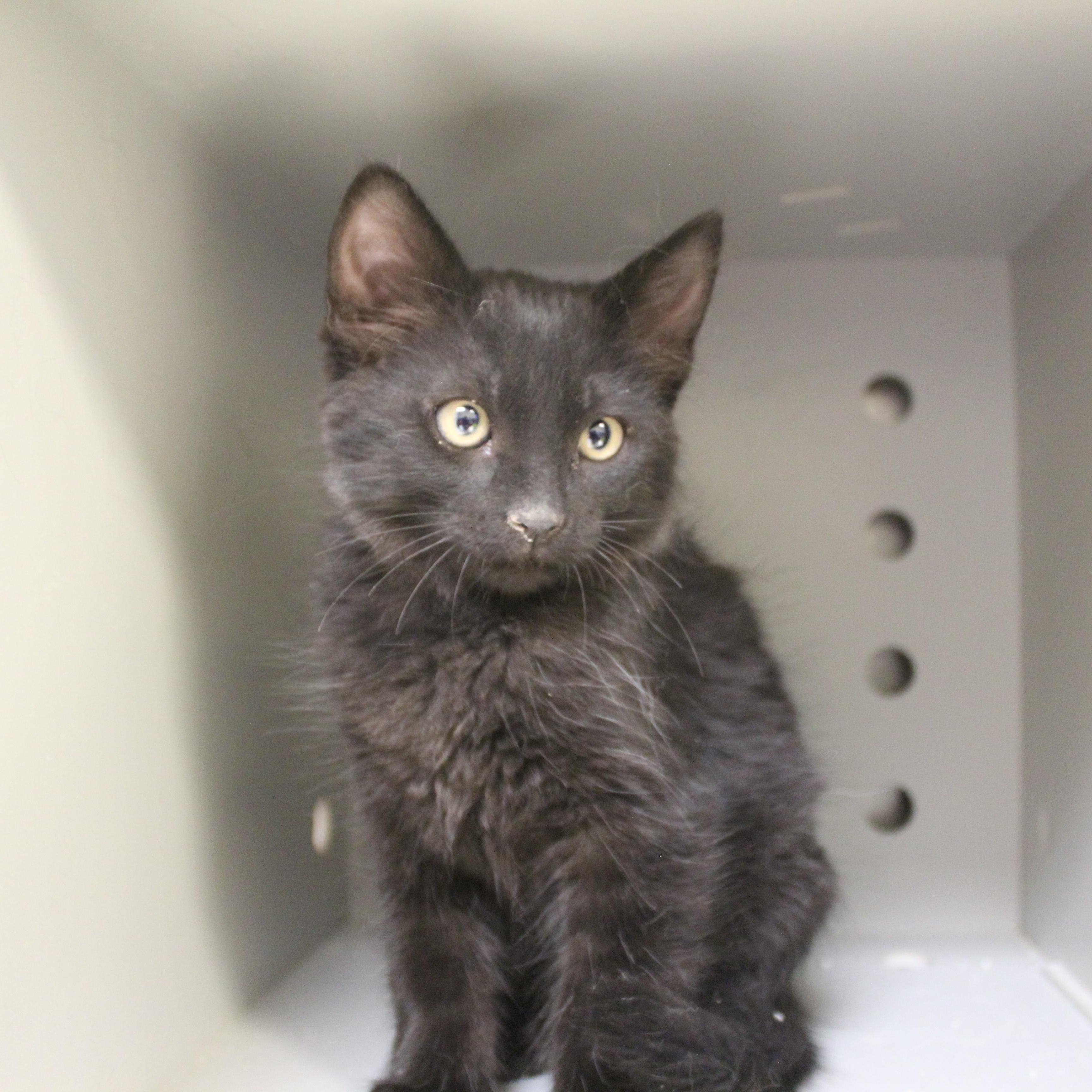 Enlarge Coal, an adopted Domestic Short Hair in Yucca Valley, CA image 4/5