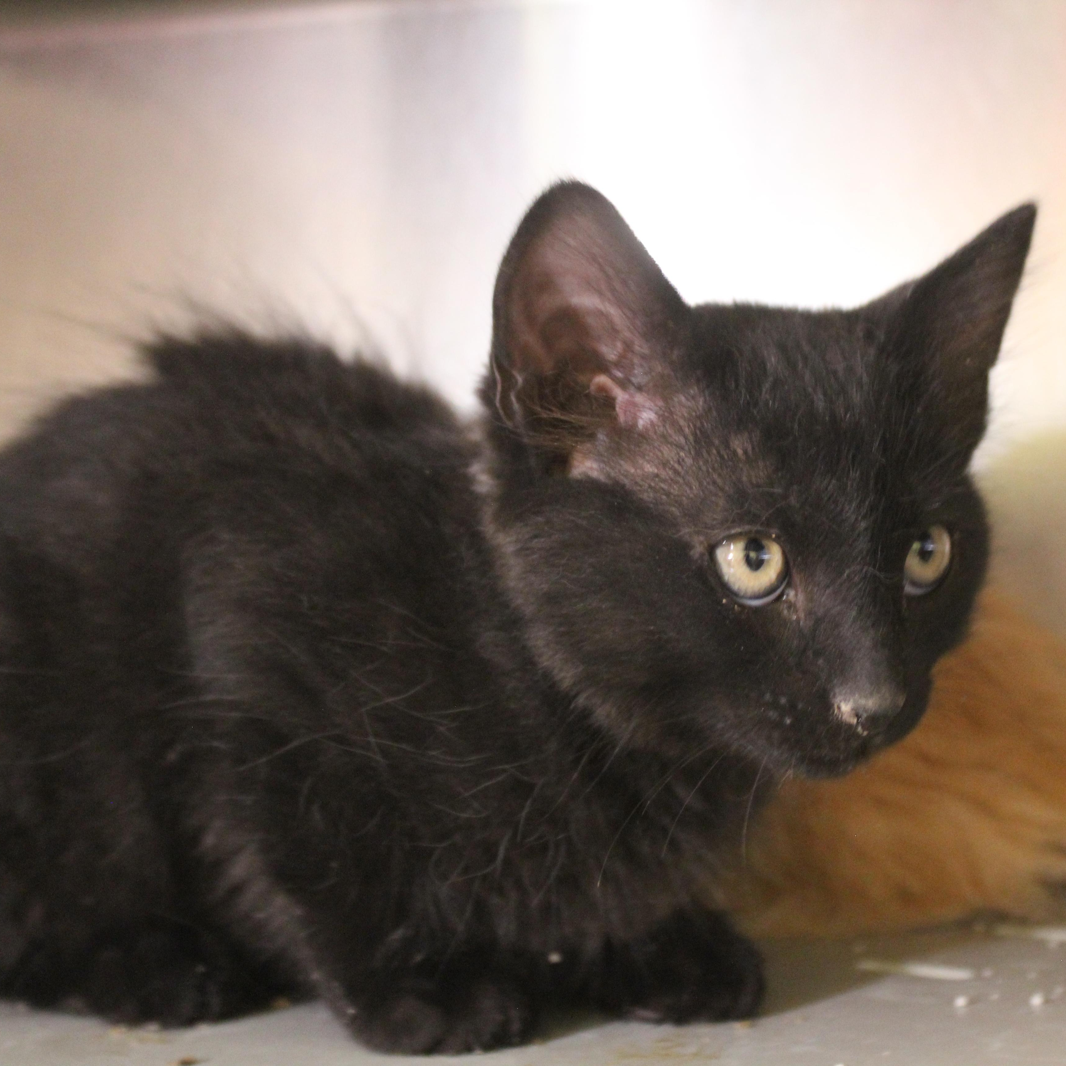 Enlarge Coal, an adopted Domestic Short Hair in Yucca Valley, CA image 3/5