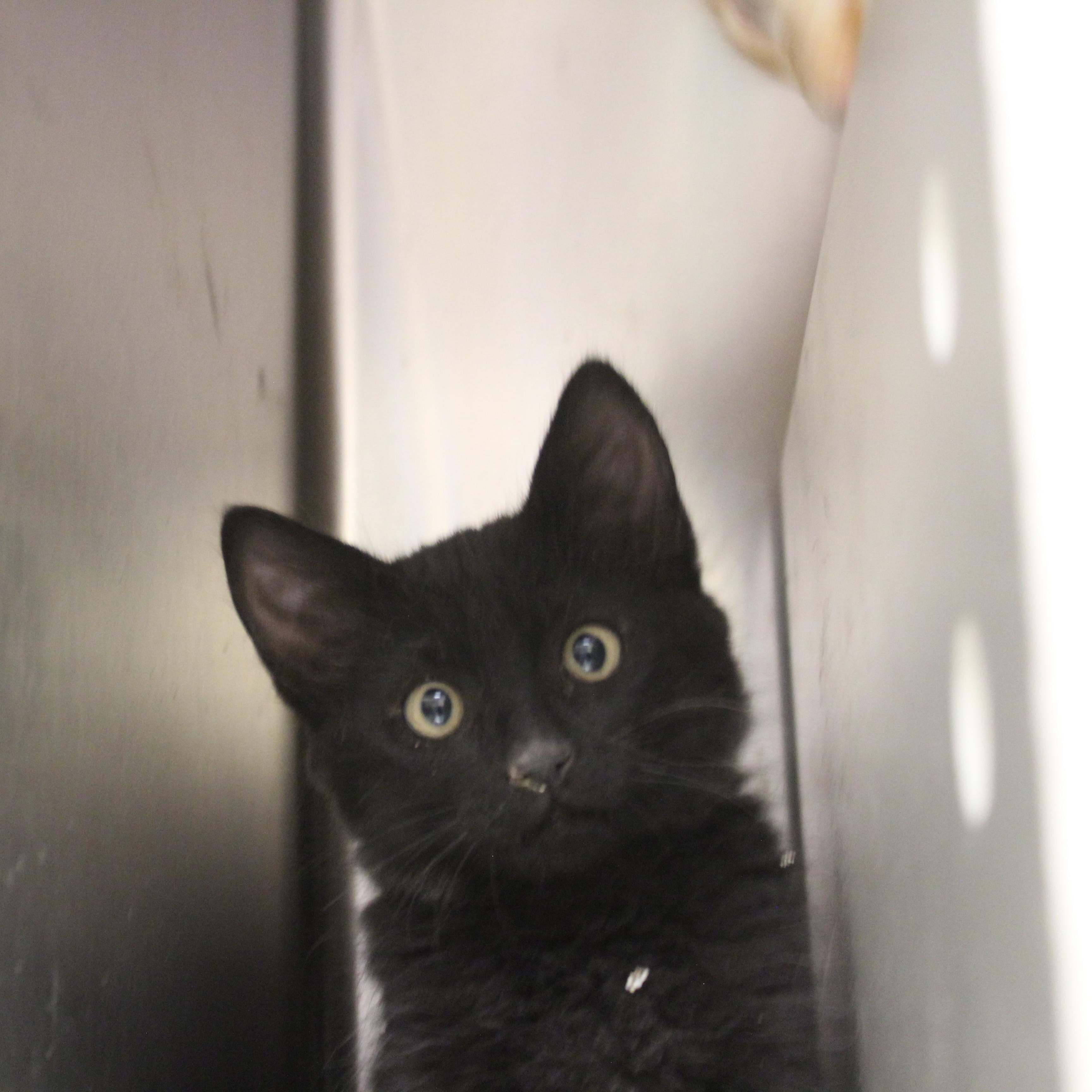 Enlarge Coal, an adopted Domestic Short Hair in Yucca Valley, CA image 5/5