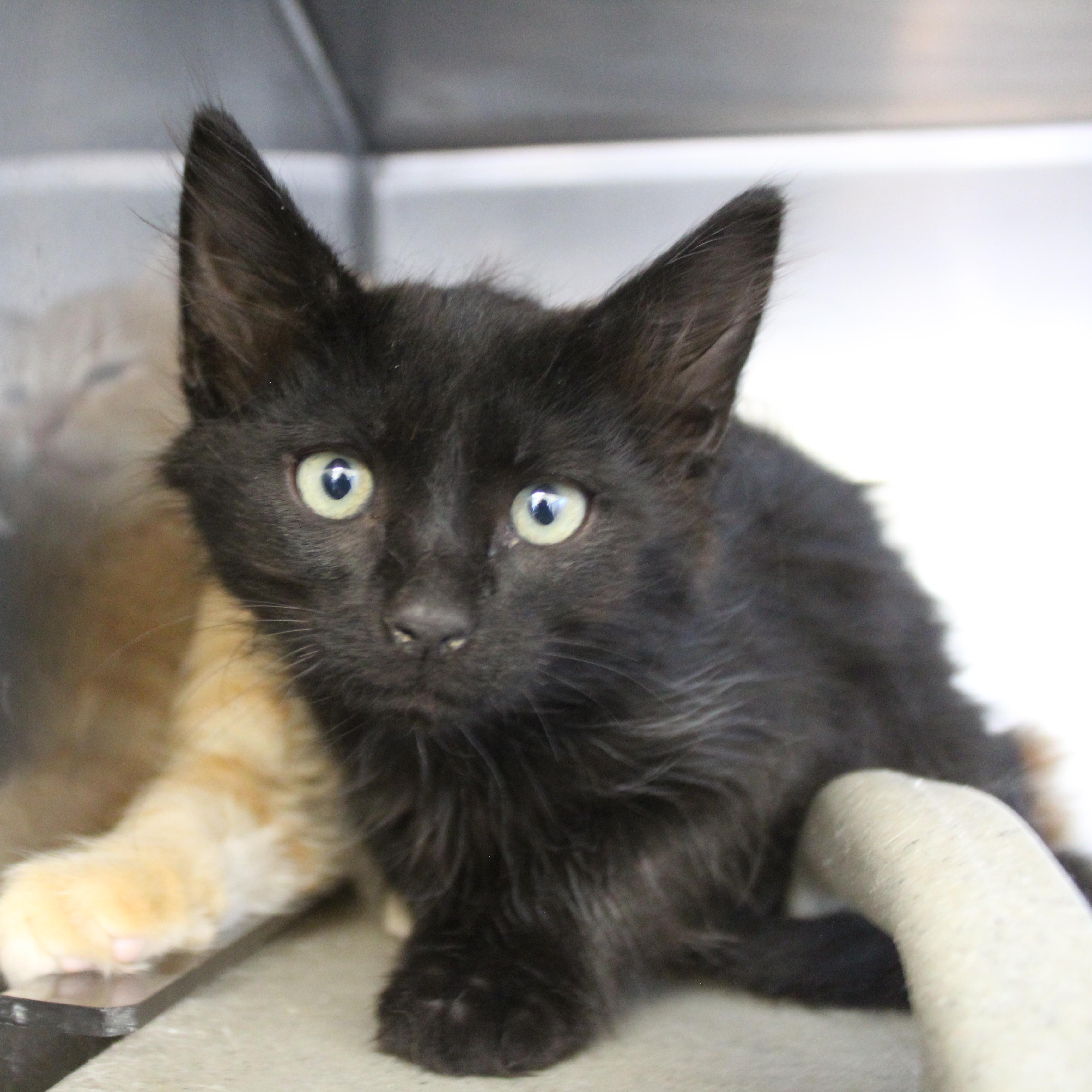 Enlarge Coal, an adopted Domestic Short Hair in Yucca Valley, CA image 1/5