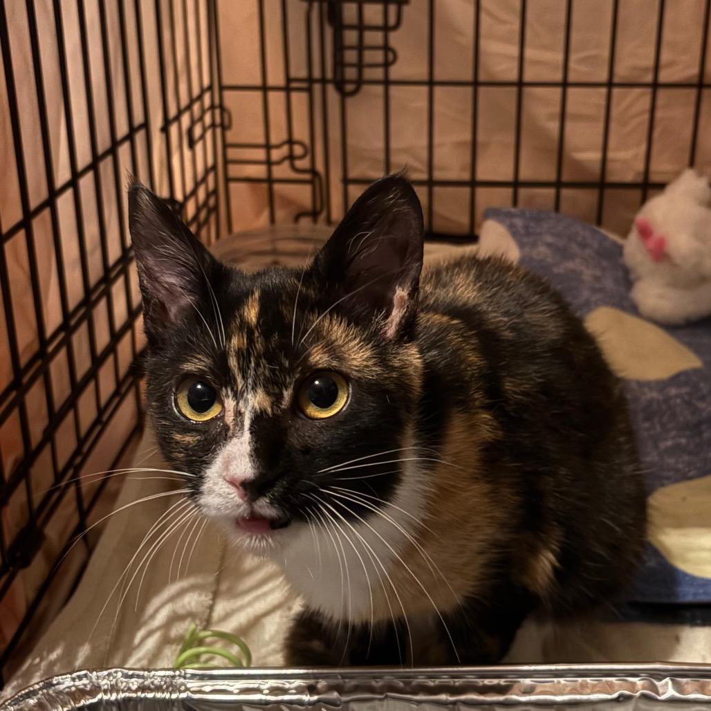 Kat (In Foster), Adoptable, Young Female Domestic Short Hair.