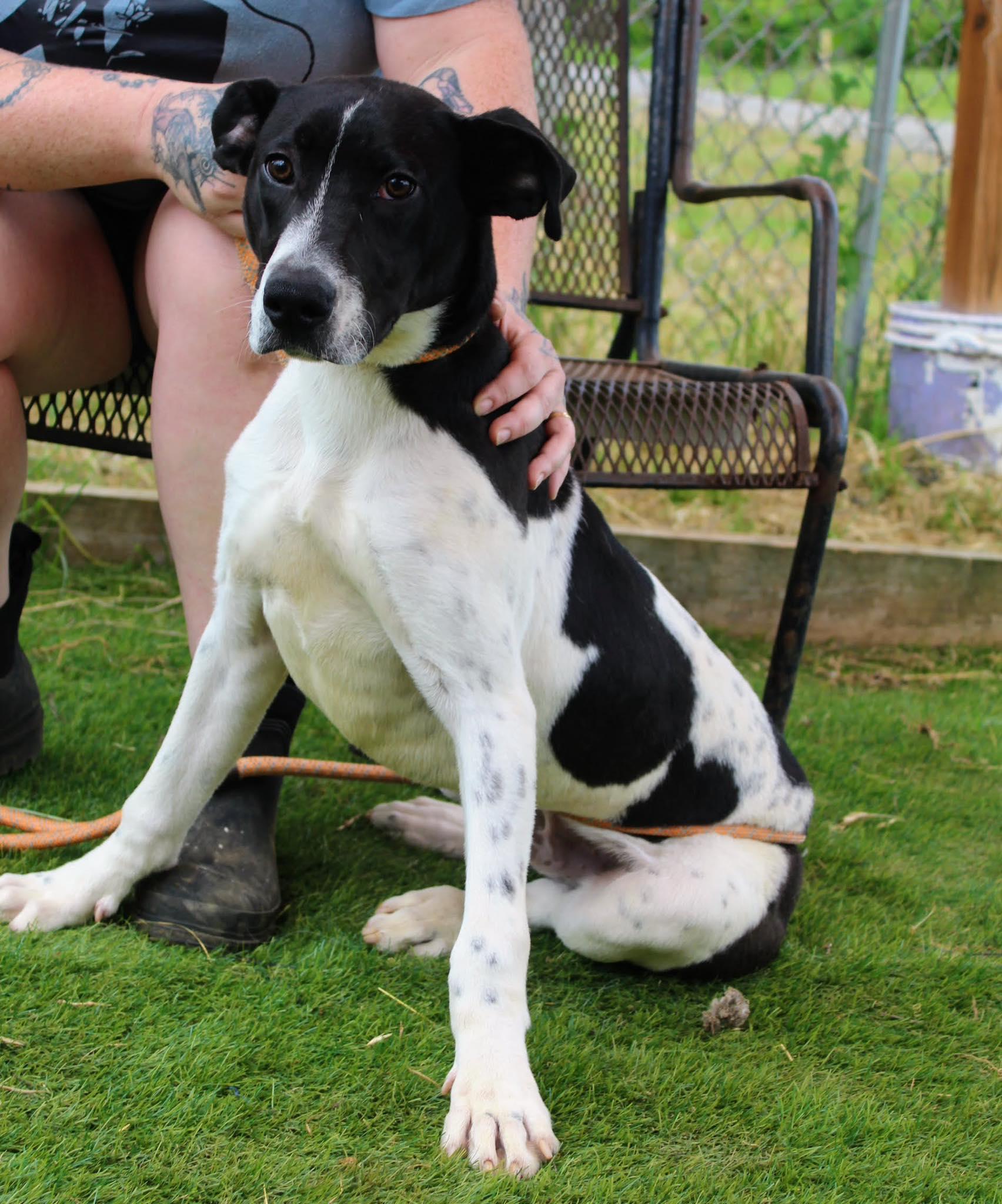 Oscar, adoptable, Young Male Great Dane.