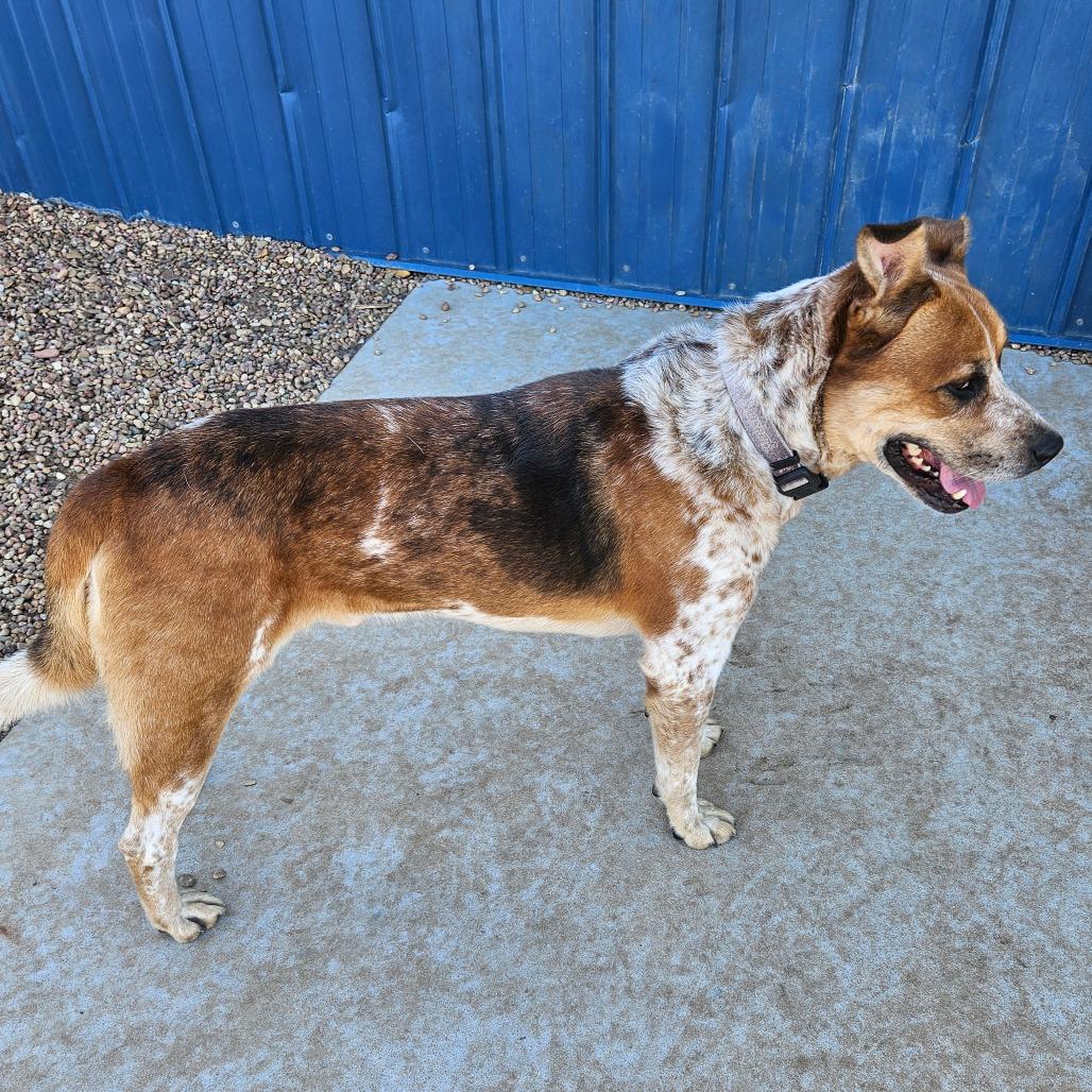 Enlarge Leo, a Adoptable mixed breed in Kingman, KS image 2/6