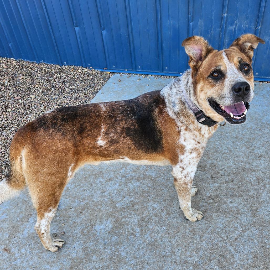 Enlarge Leo, a Adoptable mixed breed in Kingman, KS image 3/6