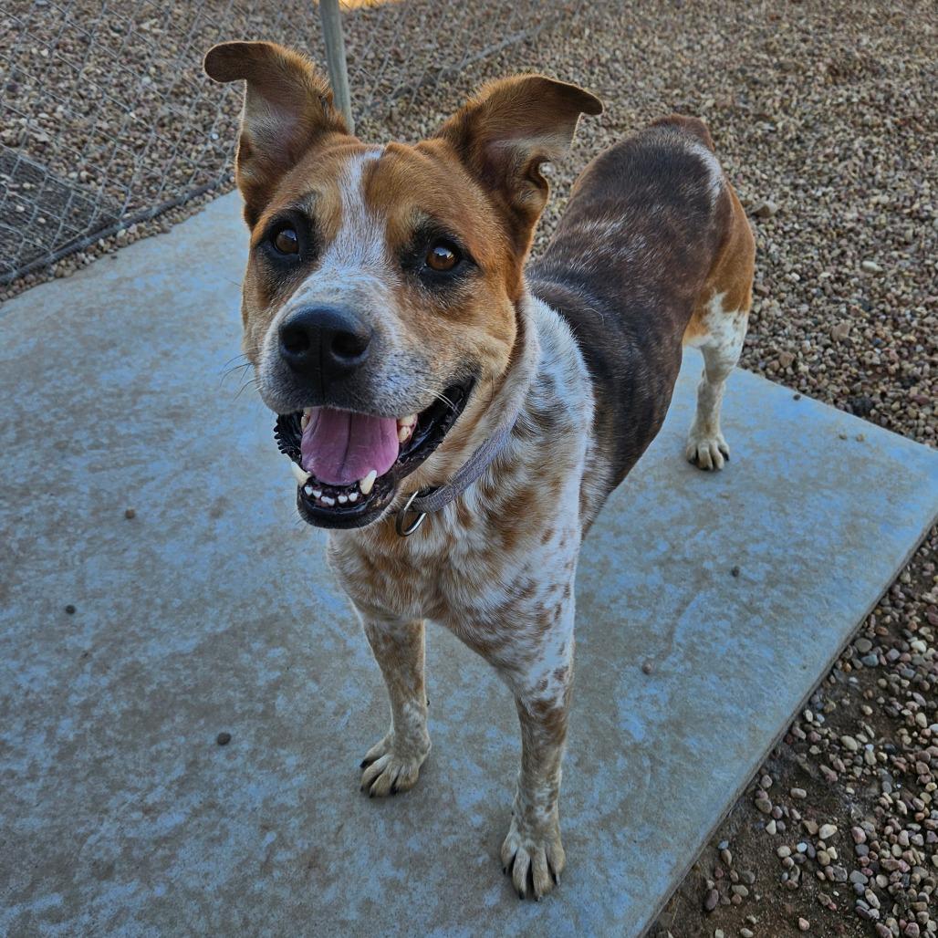 Enlarge Leo, a Adoptable mixed breed in Kingman, KS image 4/6