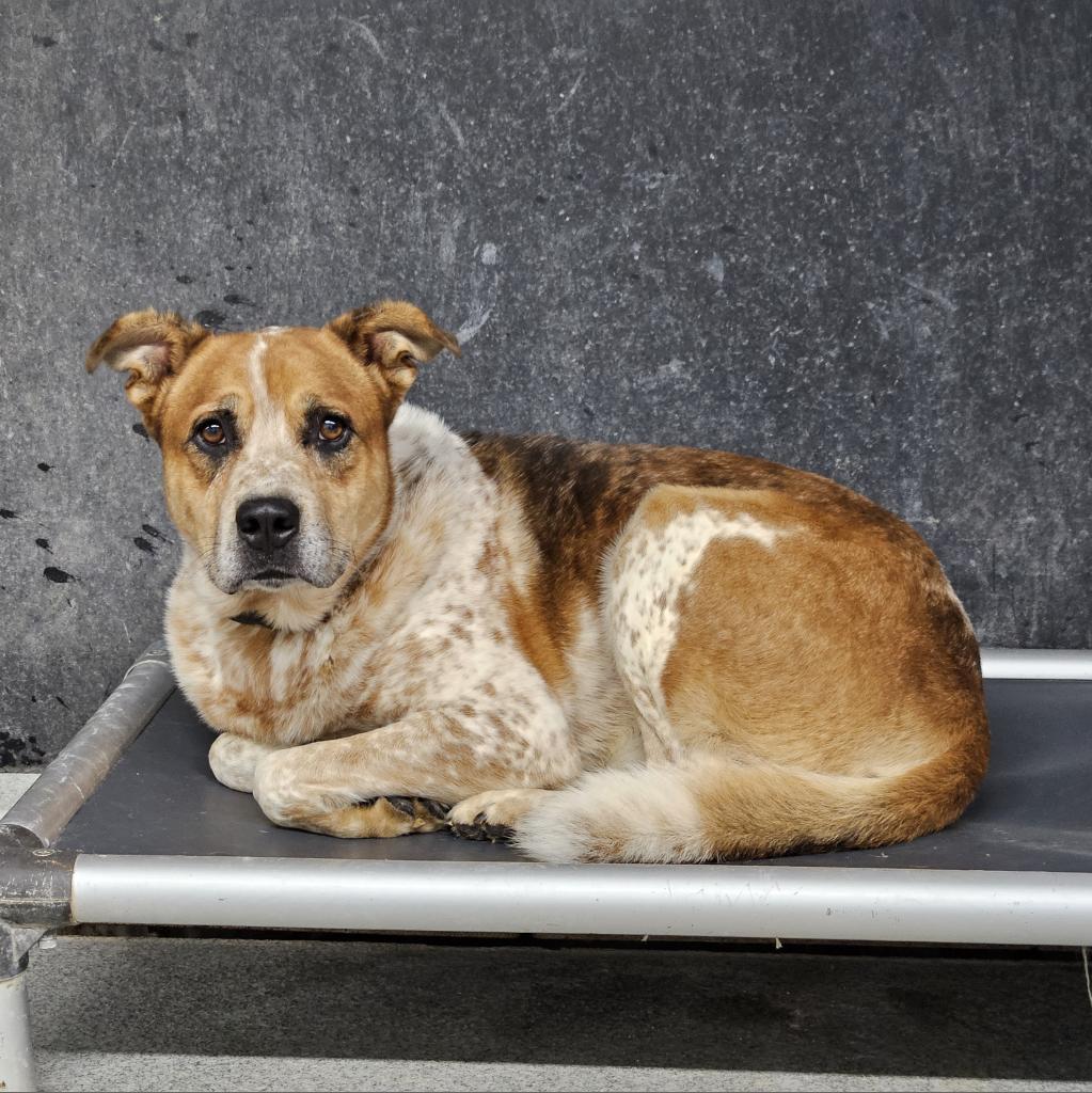 Enlarge Leo, a Adoptable mixed breed in Kingman, KS image 5/6