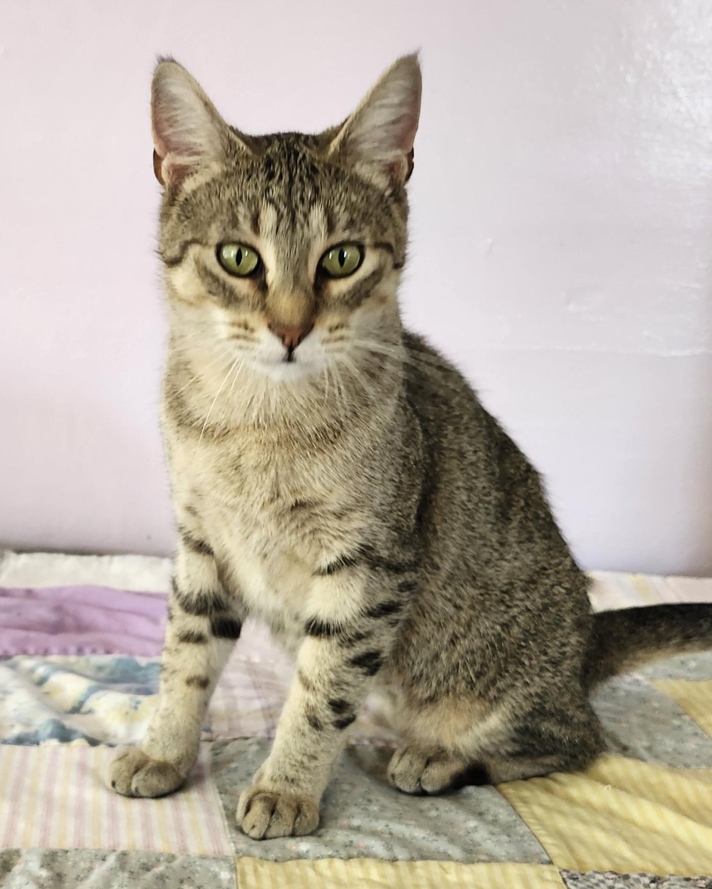 Nefertiti, Adoptable, Adult Female Tabby.