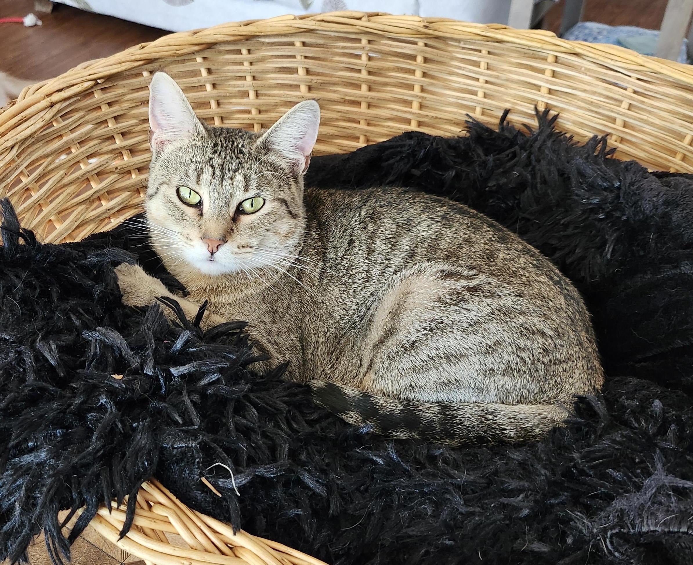 Enlarge Nefertiti, a Adoptable mixed breed in Wild Rose, WI image 2/6