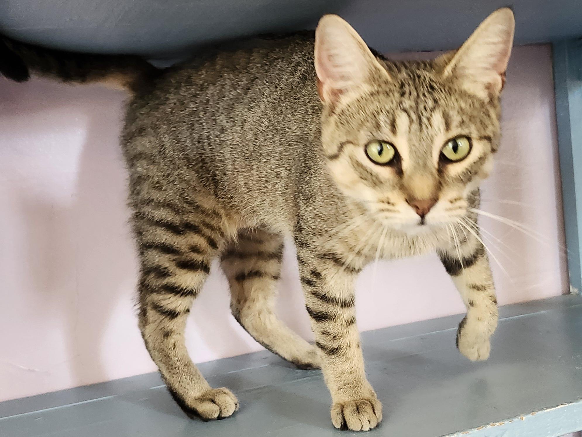 Enlarge Nefertiti, a Adoptable mixed breed in Wild Rose, WI image 5/6