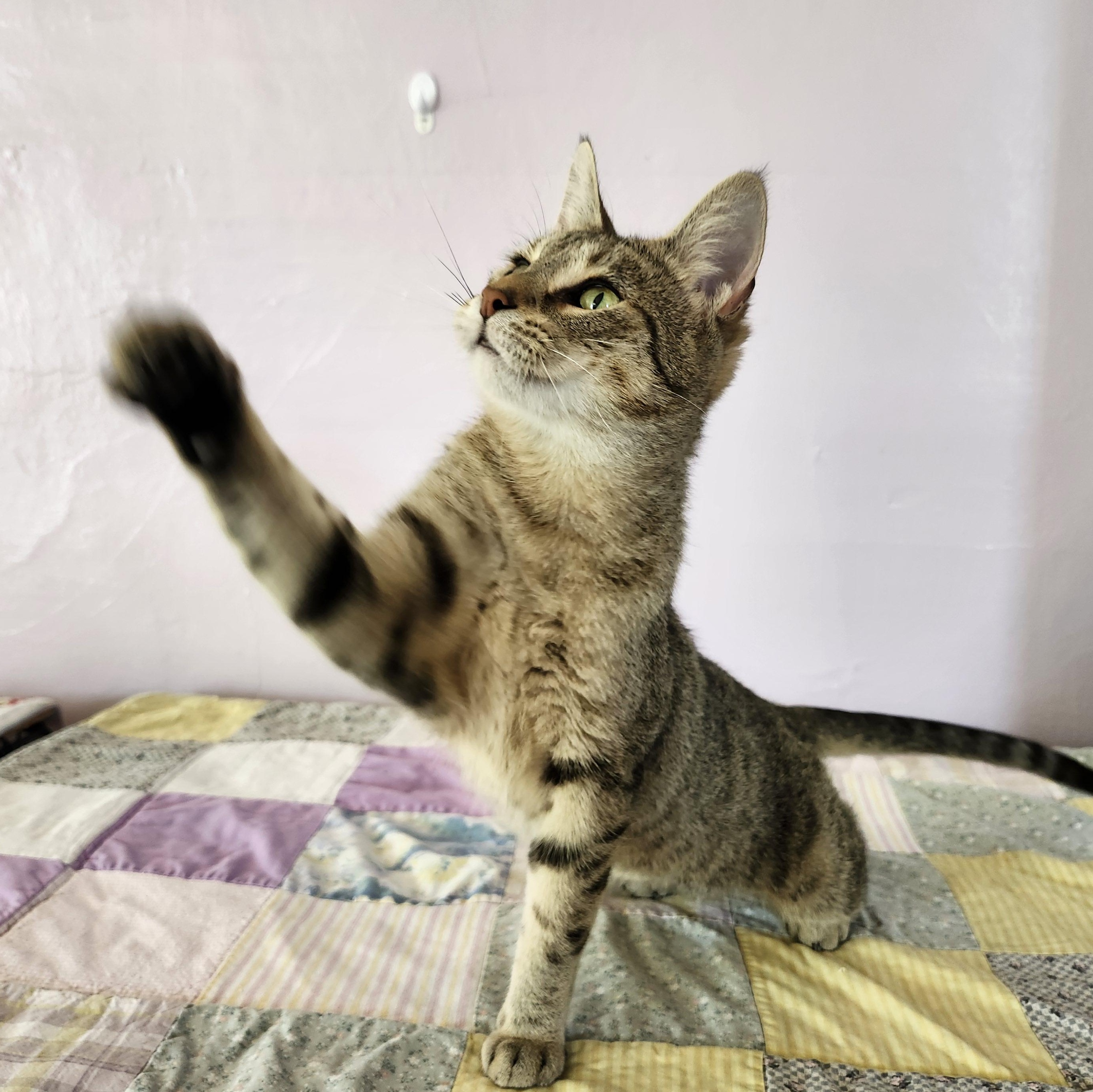 Enlarge Nefertiti, a Adoptable mixed breed in Wild Rose, WI image 4/6