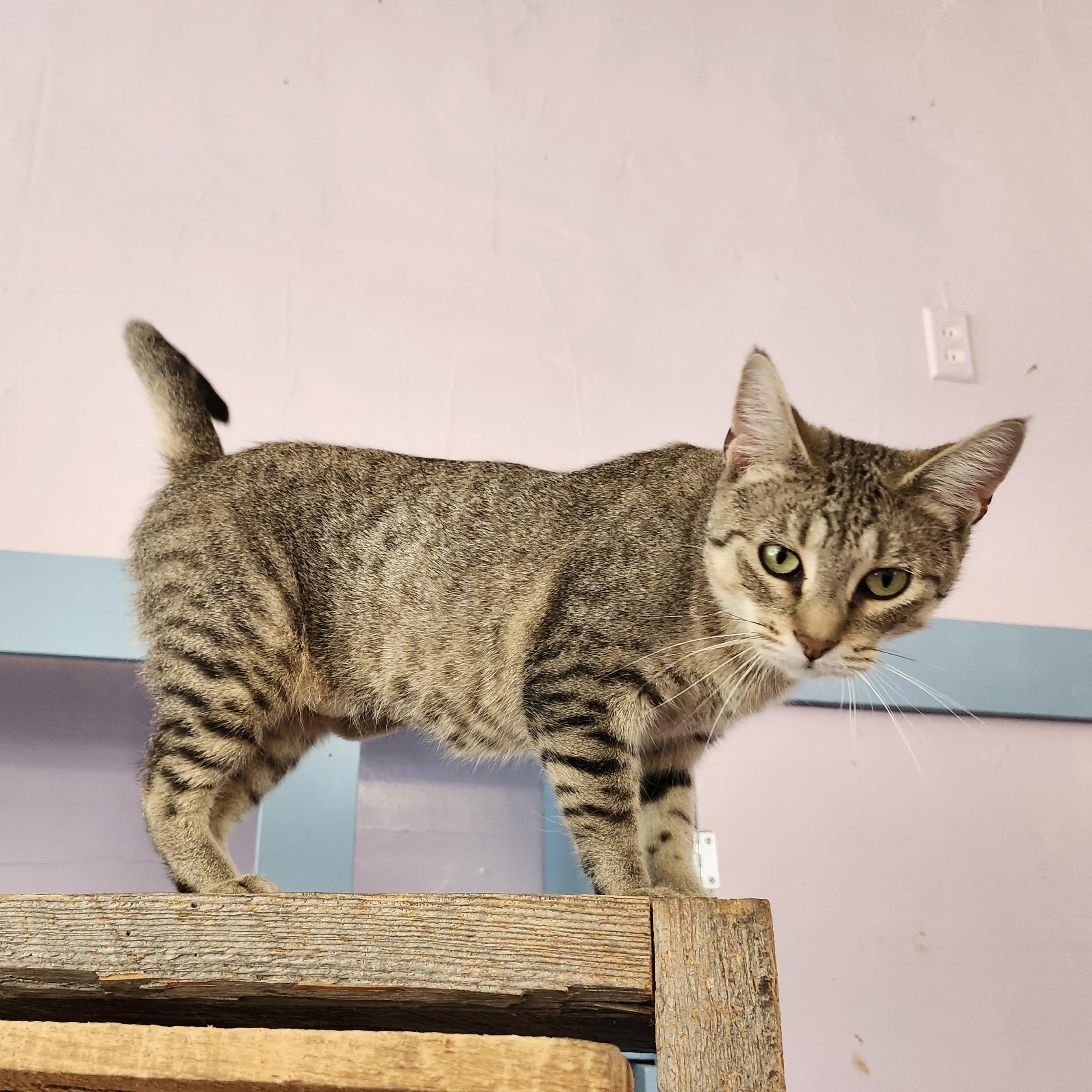 Enlarge Nefertiti, a Adoptable mixed breed in Wild Rose, WI image 6/6