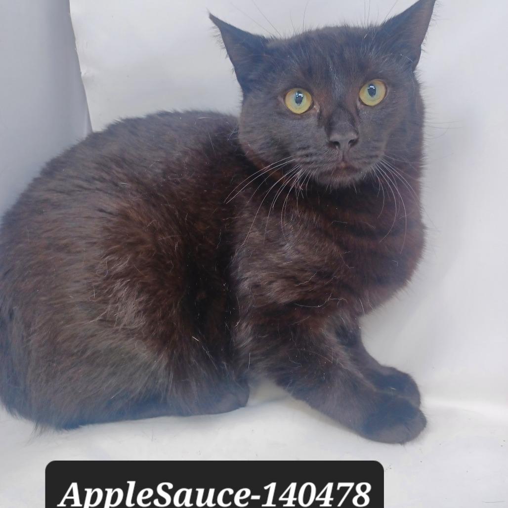AppleSauce, Adoptable, Young Male Domestic Short Hair.