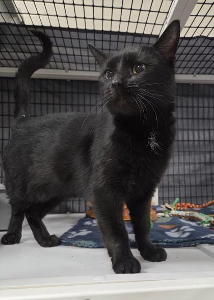 Onyx, Adoptable, Kitten Female Domestic Short Hair & Domestic Short Hair.