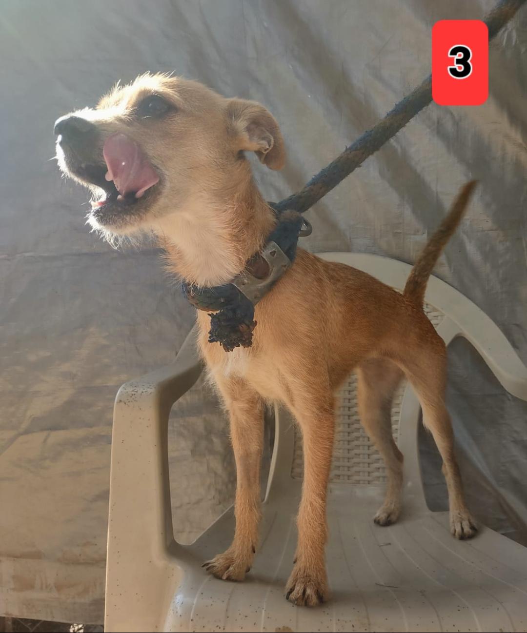 Chipmunk, Adopted, Young Female Terrier.