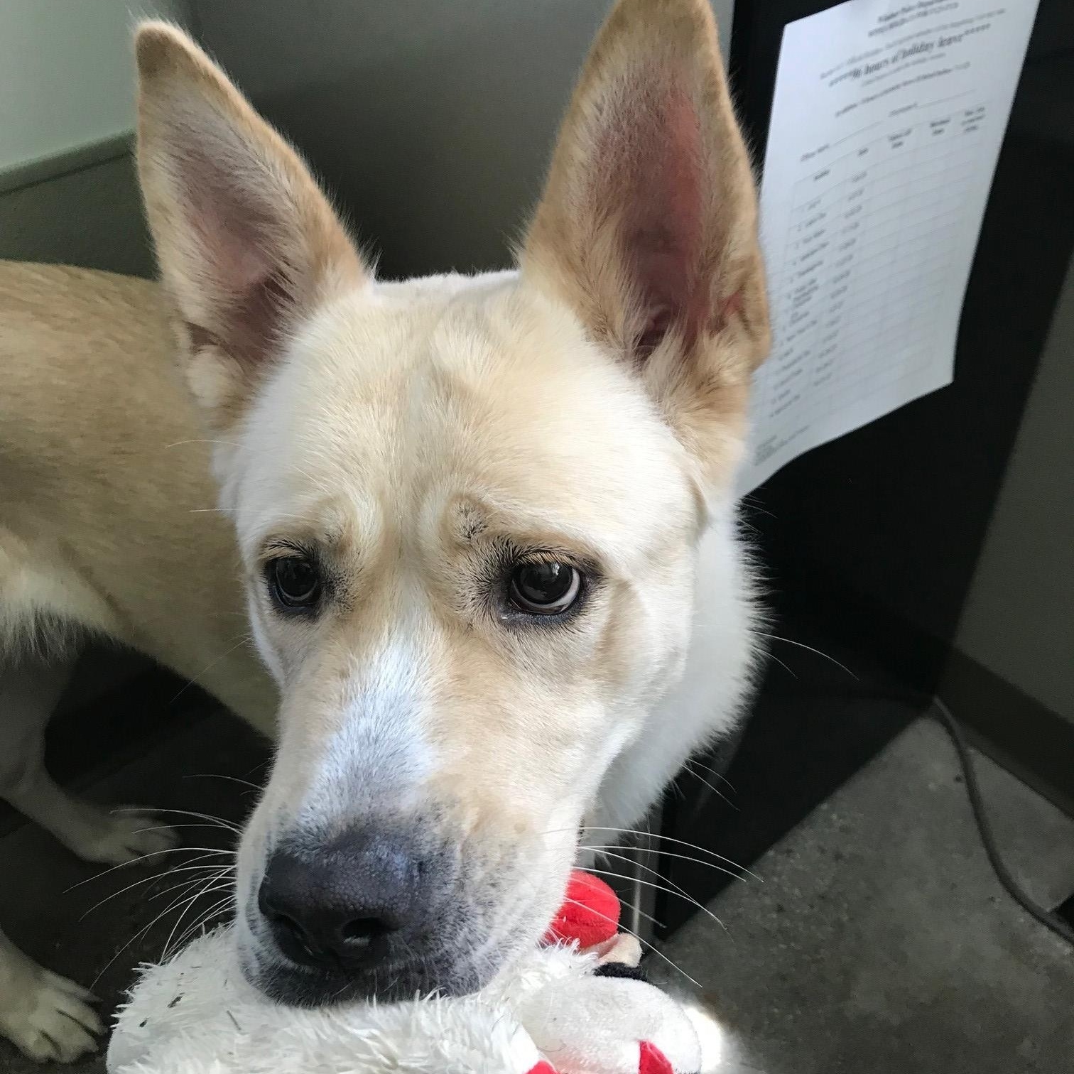 Enlarge Popcorn, a ADOPTABLE mixed breed in Windsor, CT image 2/3
