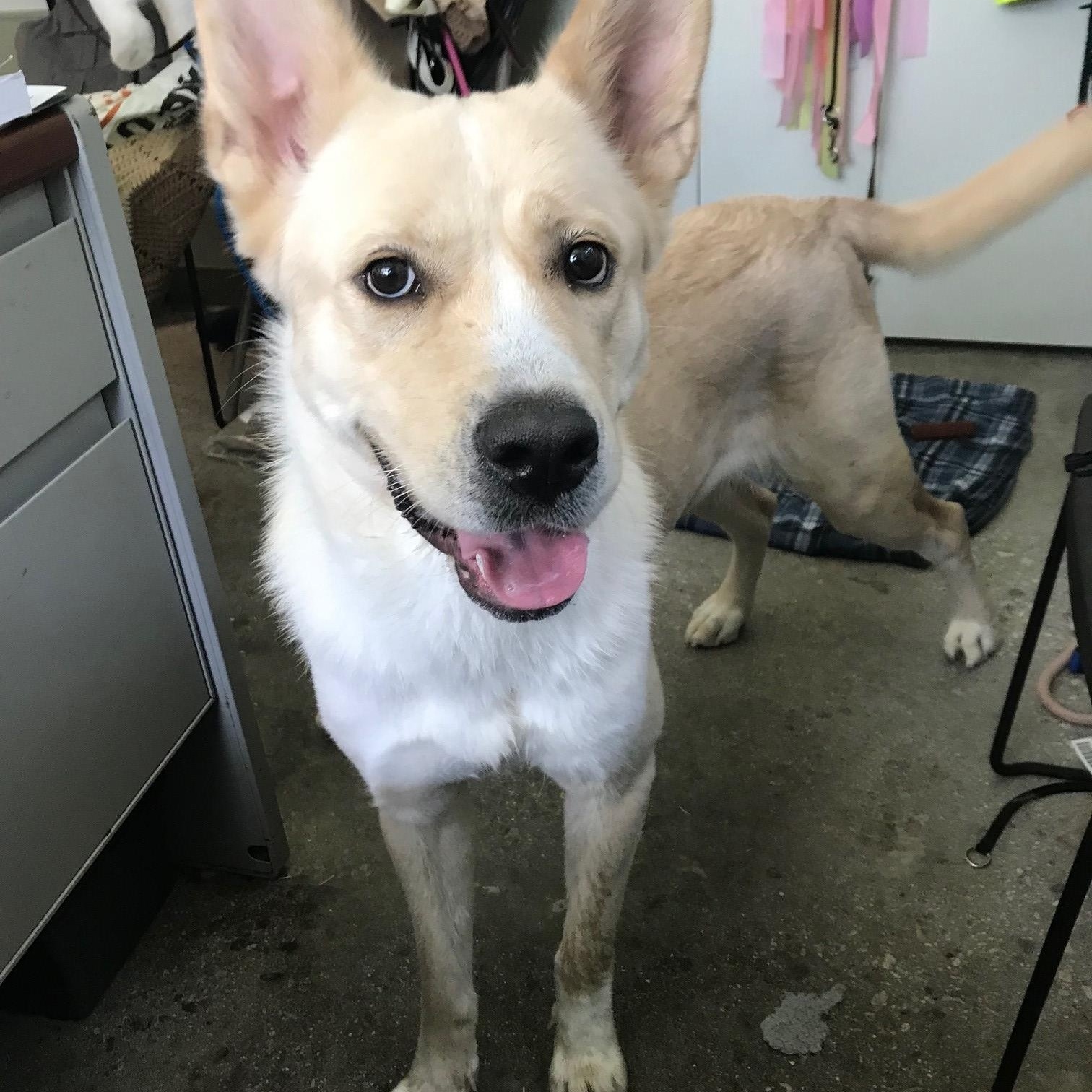 Popcorn, ADOPTABLE, Adult Female Canaan Dog.