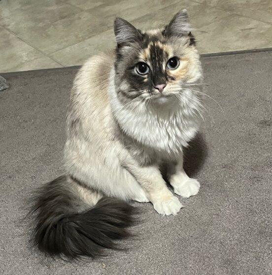 Sheba, ADOPTABLE, Adult Female Siamese.