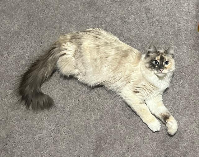 Enlarge Sheba, a ADOPTABLE mixed breed in Calgary, AB image 2/2