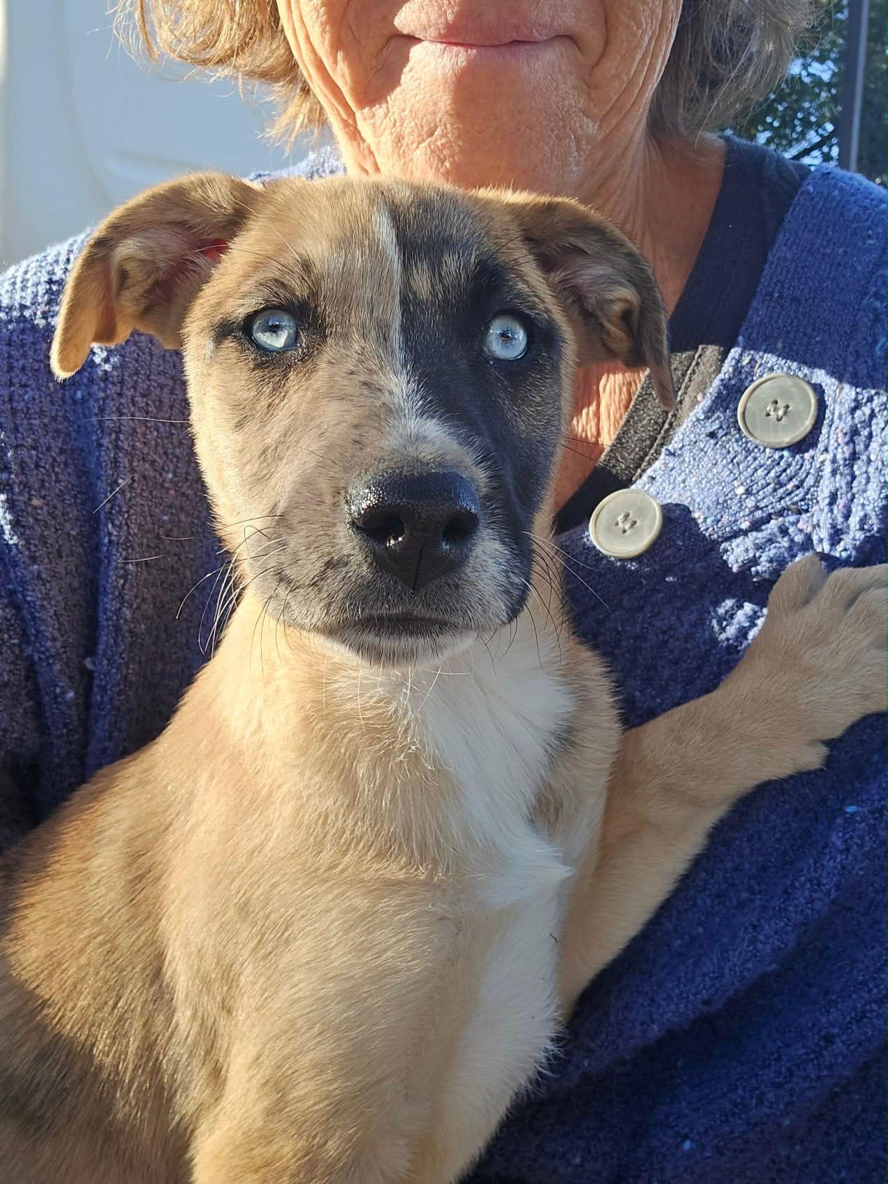 Paris, Adopted, Puppy Female Australian Shepherd.