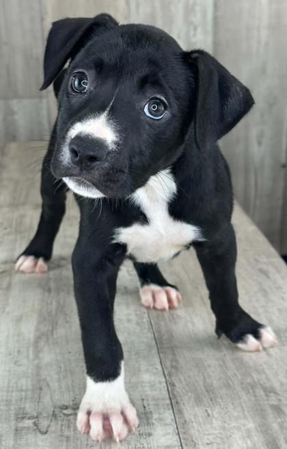 Enlarge Starfish, a Adoptable mixed breed in Shreveport, LA image 1/2