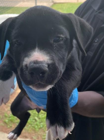 Enlarge Starfish, a Adoptable mixed breed in Shreveport, LA image 2/2