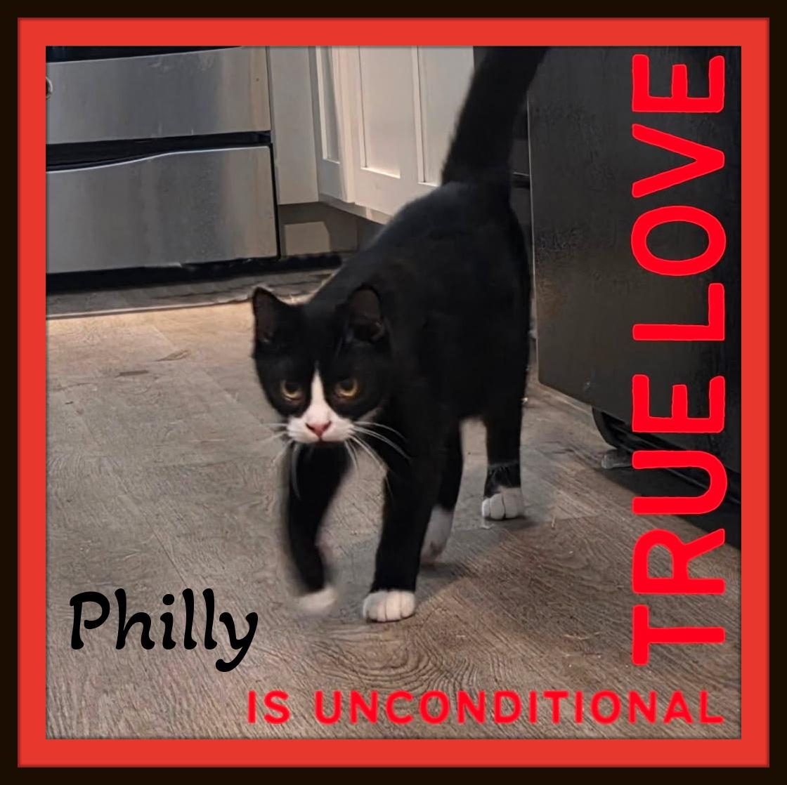 Enlarge Meet Philly the sweetest decision you'll make today., a Adopted Domestic Short Hair in Winston Salem, NC image 3/4