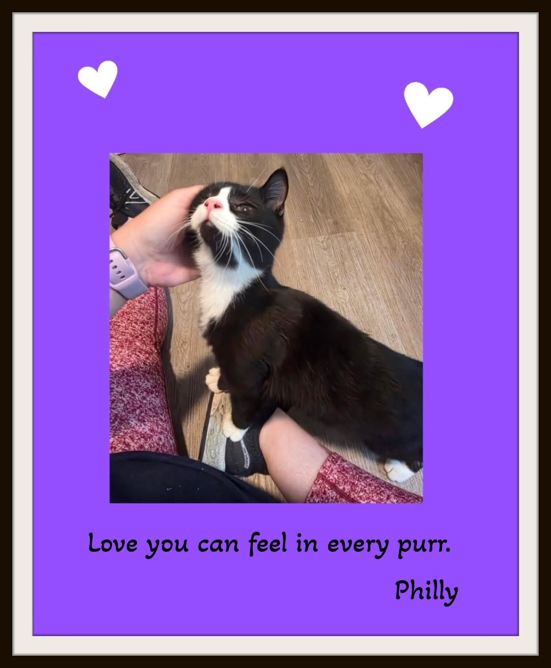 Meet Philly the sweetest decision you'll make today., Adopted, Kitten Male Domestic Short Hair.