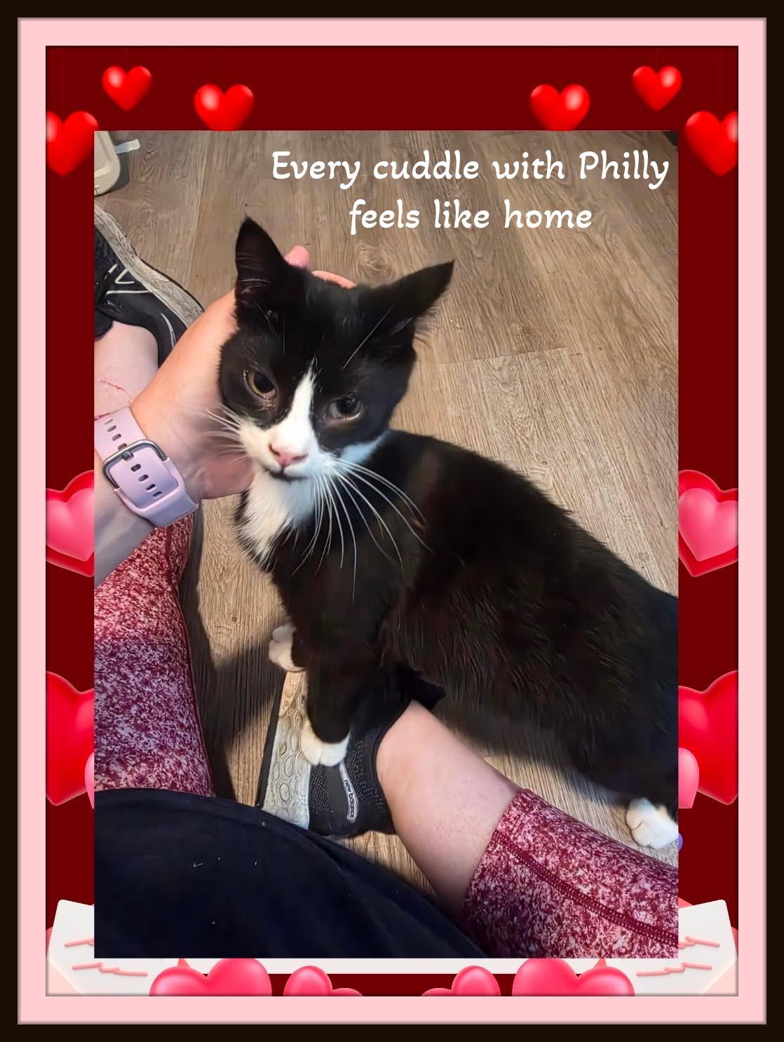Enlarge Meet Philly the sweetest decision you'll make today., a Adopted Domestic Short Hair in Winston Salem, NC image 4/4