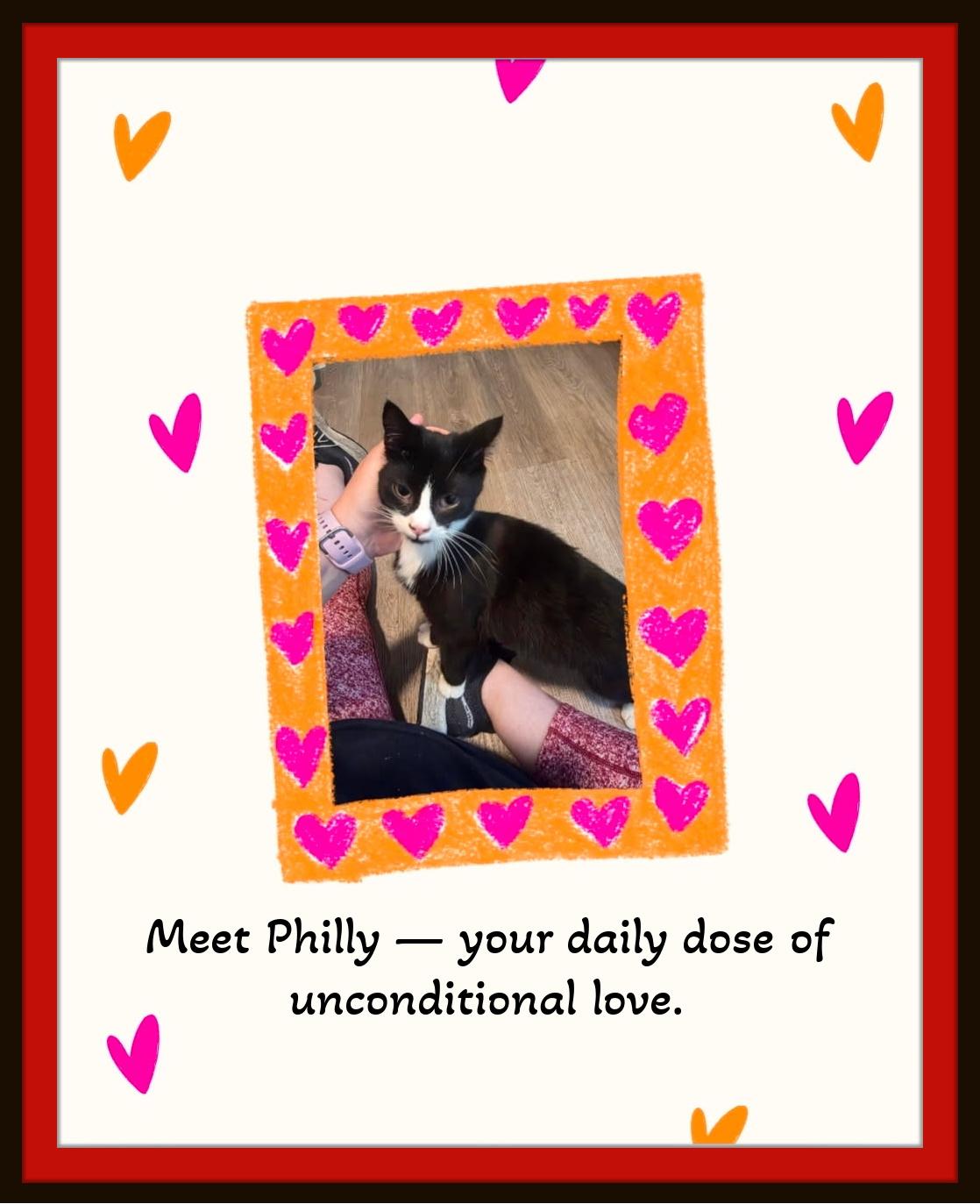 Enlarge Meet Philly the sweetest decision you'll make today., a Adopted Domestic Short Hair in Winston Salem, NC image 2/4