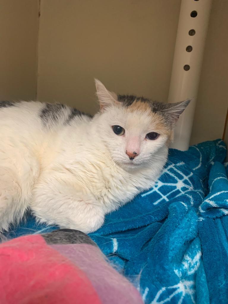 Enlarge Mins  *Sponsored Adoption, a Adoptable mixed breed in Christiansburg, VA image 1/5