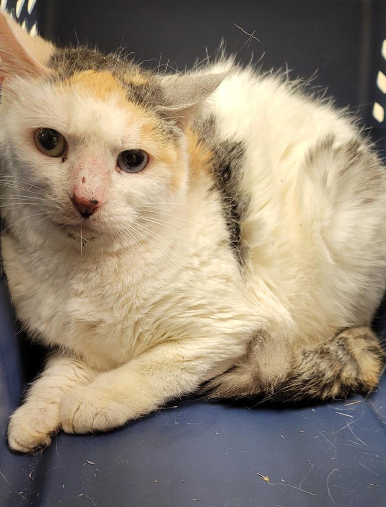 Enlarge Mins  *Sponsored Adoption, a Adoptable mixed breed in Christiansburg, VA image 2/5